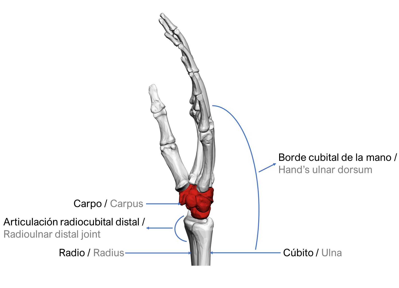 Ulnar view of the left hand 