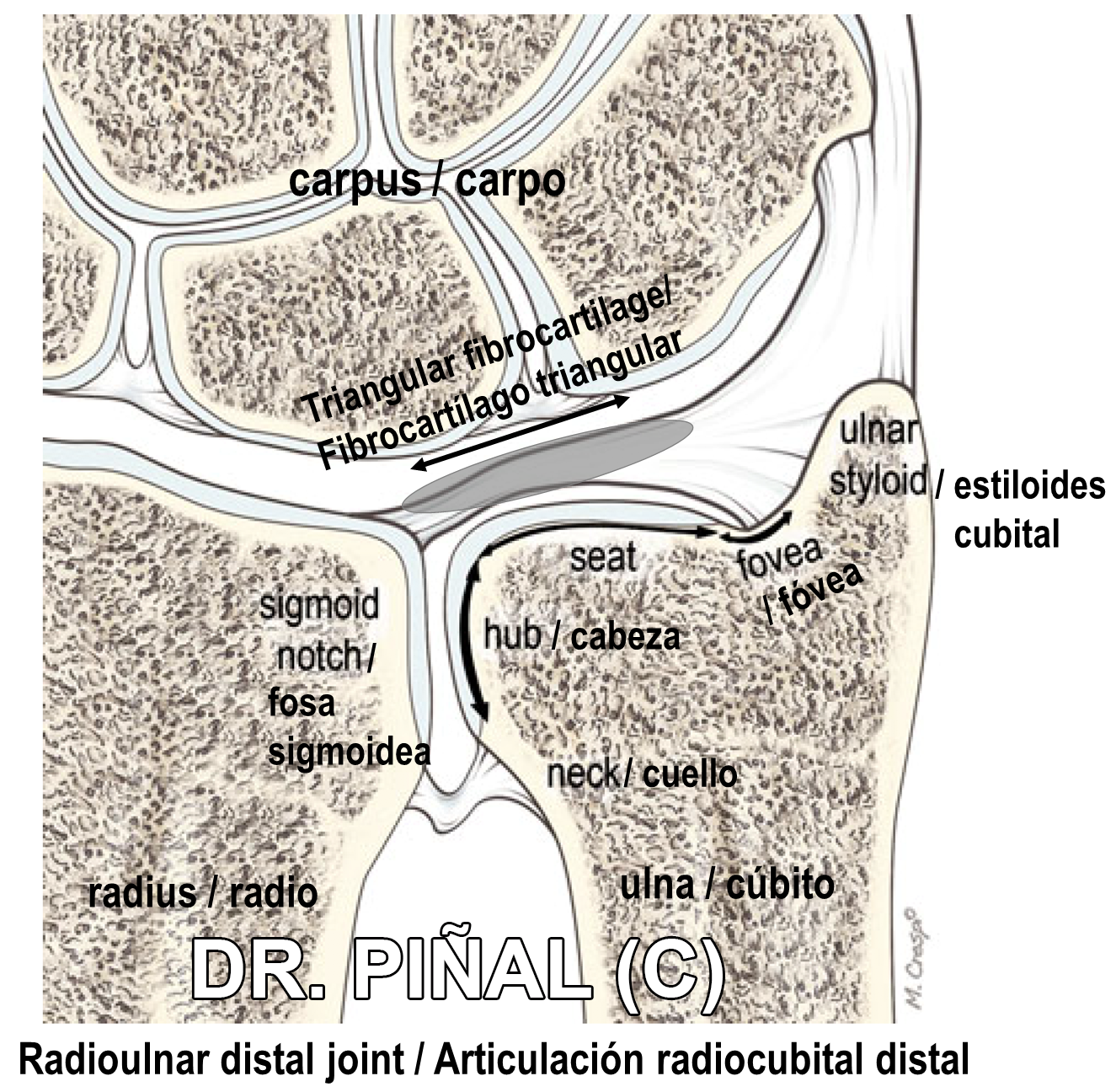 Section of the distal radioulnar joint